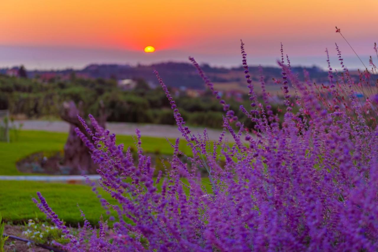Mint Retreat (adults Only) *